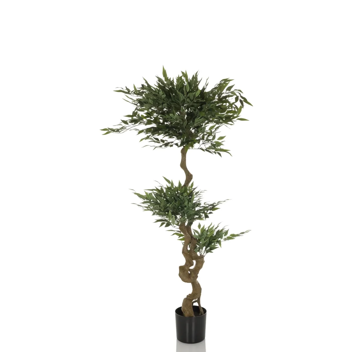 ACACIA - Tekokasvi