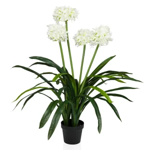AGAPANTHUS - Tekokasvi