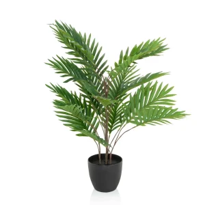 ARECA - Tekokasvi