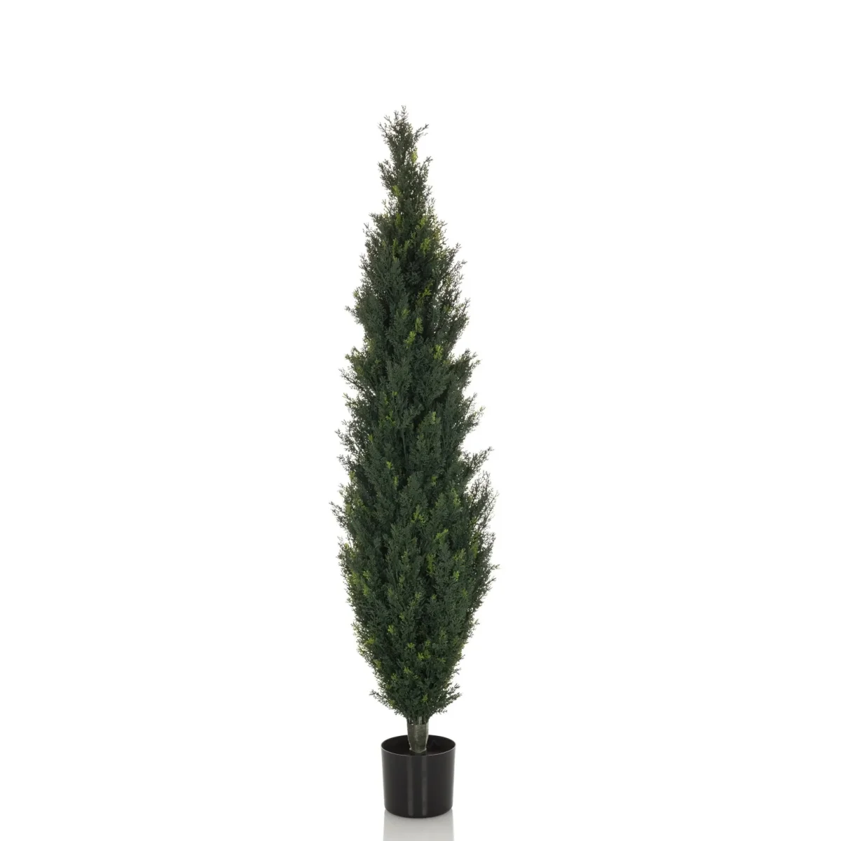 CEDRUS - Tekokasvi - Image 2