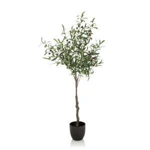 OLIVE - Tekokasvi